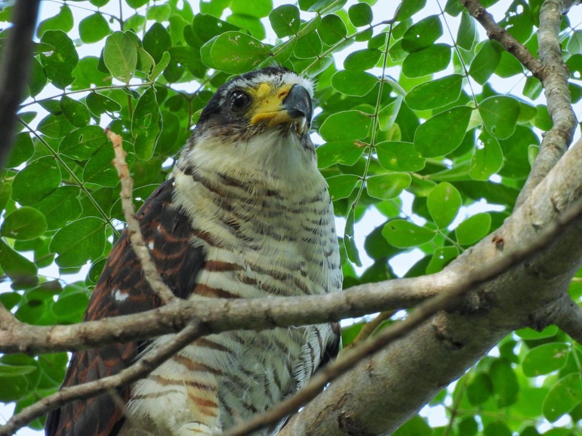 Finca Ecoturistica Los Jagueyes Baraya Dış mekan fotoğraf